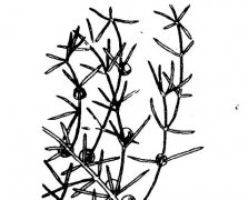 天門冬的功效與作用有哪些？