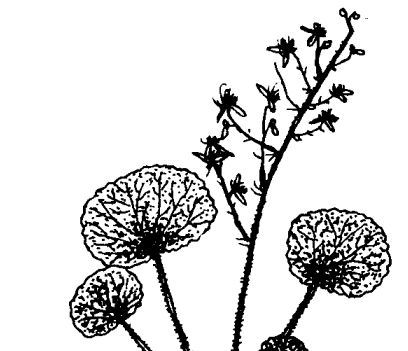 虎耳草的功效與作用 中藥材的功效與作用