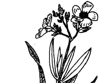 夾竹桃有毒嗎-夾竹桃的功效與作用 其他果樹種植方法