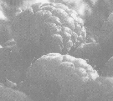 覆盆子的功效與作用及醫(yī)療功效 覆盆子的功效與作用