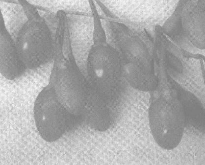 枸杞的功效與作用及食用方法--枸杞怎么吃 枸杞的功效與作用