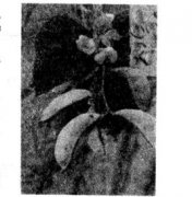 白扁豆的功效有哪些？