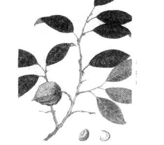 吃檳榔的好處-吃檳榔有什么好處檳榔的功效與作 檳榔的功效與作用