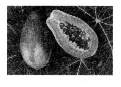 番木瓜的營養(yǎng)價(jià)值有哪些？