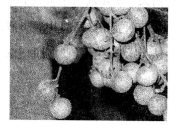 龍眼的營養(yǎng)價值龍眼肉的功效與作用 龍眼肉的功效與作用