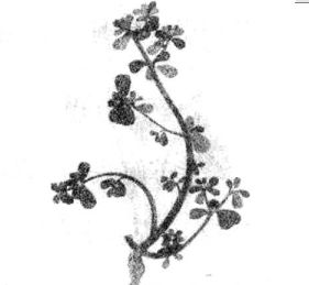 馬齒莧的藥用價值 馬齒莧的功效與作用