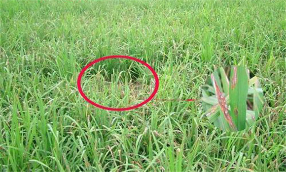 水稻坐蔸類(lèi)型有哪些