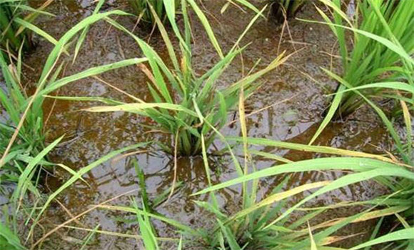 水稻霜霉病為害癥狀