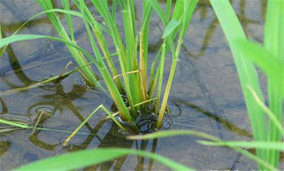 缺乏必需營養(yǎng)元素引起的僵苗