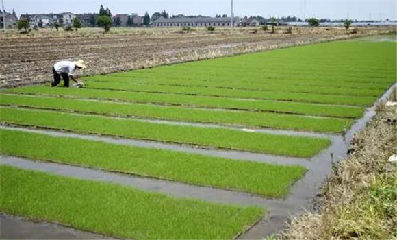 培育壯秧、適齡移栽