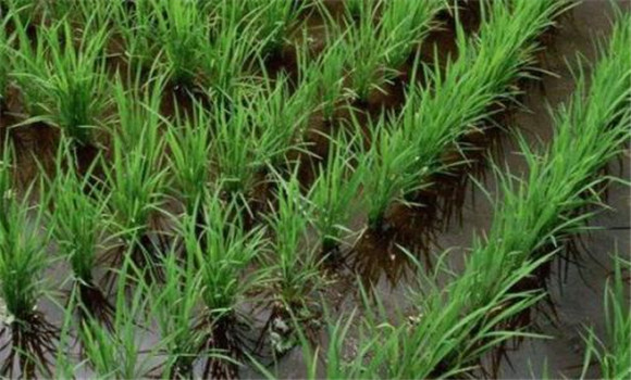 科學(xué)施用蘗肥，促進(jìn)分蘗早發(fā)快長(zhǎng)