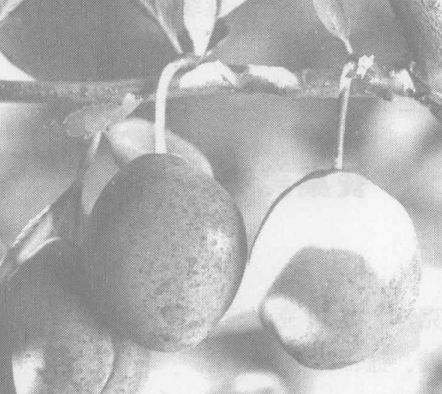 烏梅的藥用價值 烏梅的藥用價值