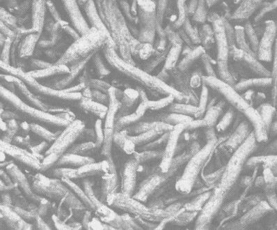 麥冬的作用與功效 麥冬的功效與作用