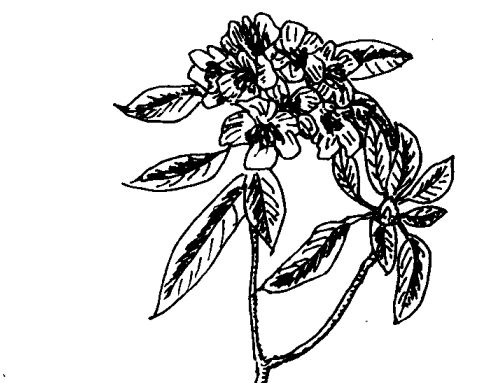 石楠的藥用價值及相關(guān)藥方 中藥材的功效與作用