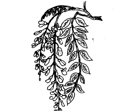 紫藤有什么藥用價(jià)值 紫藤的功效與作用