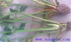 西芹裂根是怎么回事？怎樣防止？