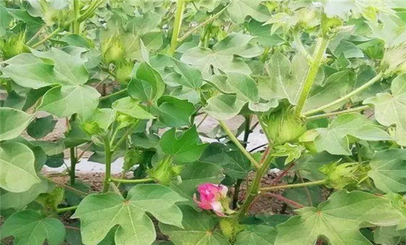 棉花花鈴期管理技術(shù)要點(diǎn)