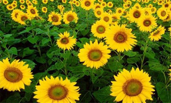 向日葵生育期栽培技術要點