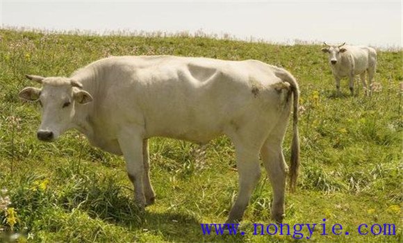 耕?？焖俅弑鞆?fù)壯十大方法