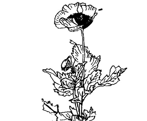 罌粟的藥用價值及相關(guān)藥方 中藥材的功效與作用