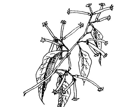 夜來香的藥用價值及相關(guān)藥方 養(yǎng)生知識