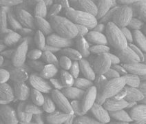 苦杏仁怎么吃-杏仁的吃法舉例