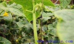 黃瓜歪頭是怎么回事 黃瓜歪頭是啥病、怎么治