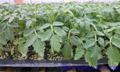 番茄育苗期是多少天，講述番茄育苗技術(shù)全過(guò)程