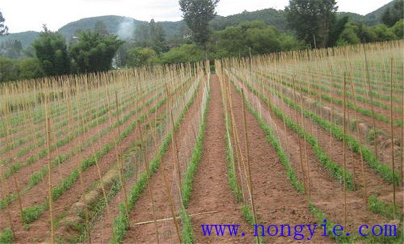 荷蘭豆種植時間的選擇