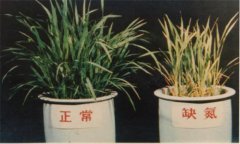 氮、磷、鉀對(duì)植物的作用分別是什么