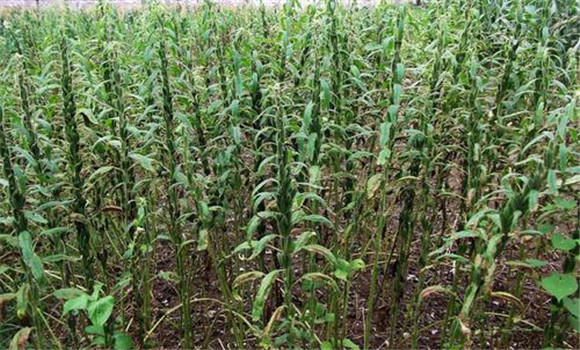 芝麻成熟的標志是什么