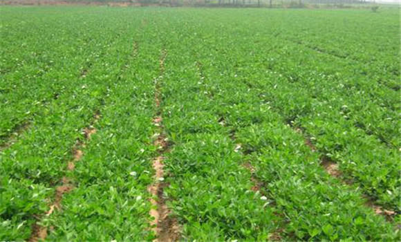 選擇對路良種，精細(xì)播種覆膜