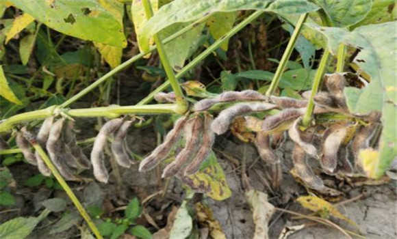 大豆?；ūＧv的措施有哪些