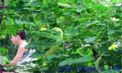 苦瓜的田間管理用打叉嗎？苦瓜的田間管理技術