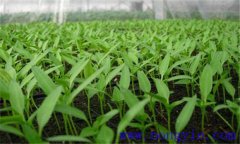 辣椒育苗方法和時間、步驟 辣椒育苗技術(shù)要點
