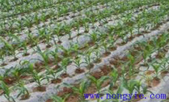 蓋膜玉米的增產效果如何