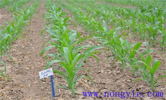 玉米苗期管理要點(diǎn)