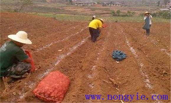 甜玉米要施足基肥