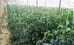 大棚中圣女果生長過旺怎么辦，圣女果如何控旺