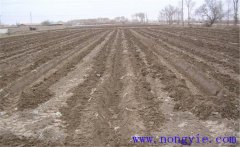 葉用枸杞的栽培方法，葉用枸杞怎么種植？