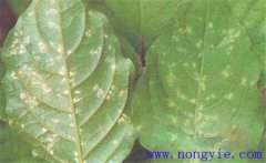 牛膝主要有哪些病蟲害，分別如何防治？