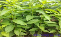 杜仲怎么育苗，杜仲有哪些繁殖方法？