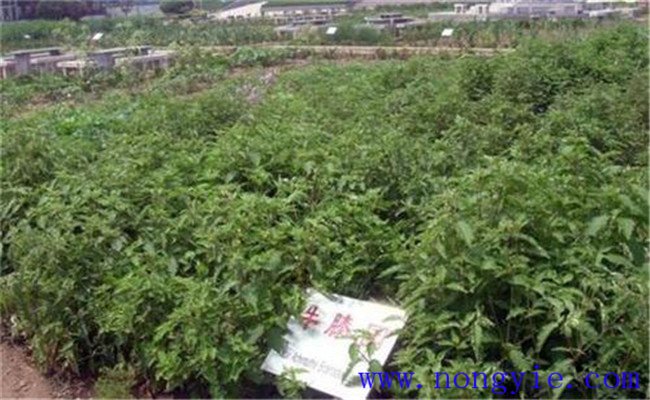 牛膝田間管理的主要內容