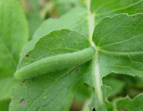 青菜主要蟲害的防治方法 蔬菜種植管理方法