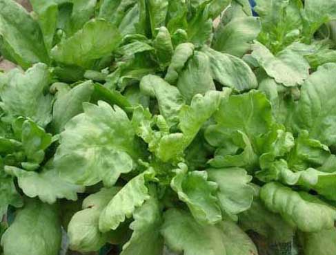 茼蒿的種植時間及種植方法 茼蒿栽培技術