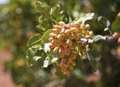 開(kāi)心果產(chǎn)地是那些地方？