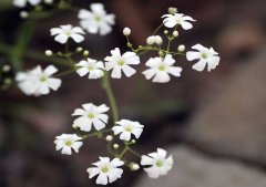 滿(mǎn)天星怎么養(yǎng)？