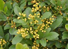 米蘭花掉葉子怎么辦？