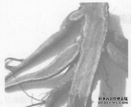 鮮地黃的功效與應(yīng)用實例 地黃的功效與作用