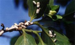柿長綿粉蚧的危害癥狀與防治方法